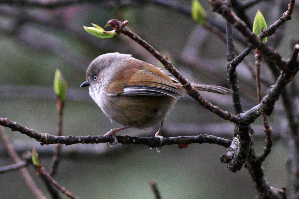Grey-hooded Fulvetta