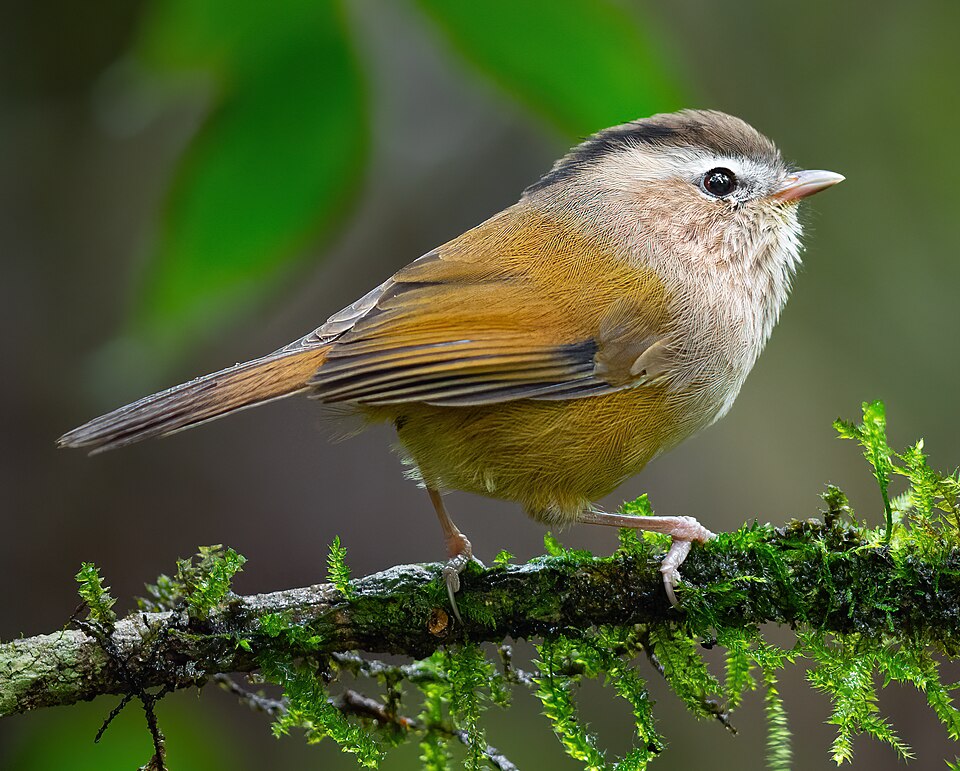 Indochinese Fulvetta