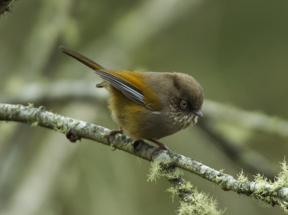 Taiwan Fulvetta