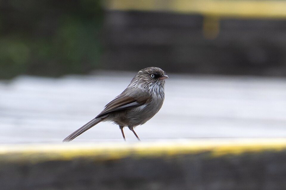 Chinese Fulvetta