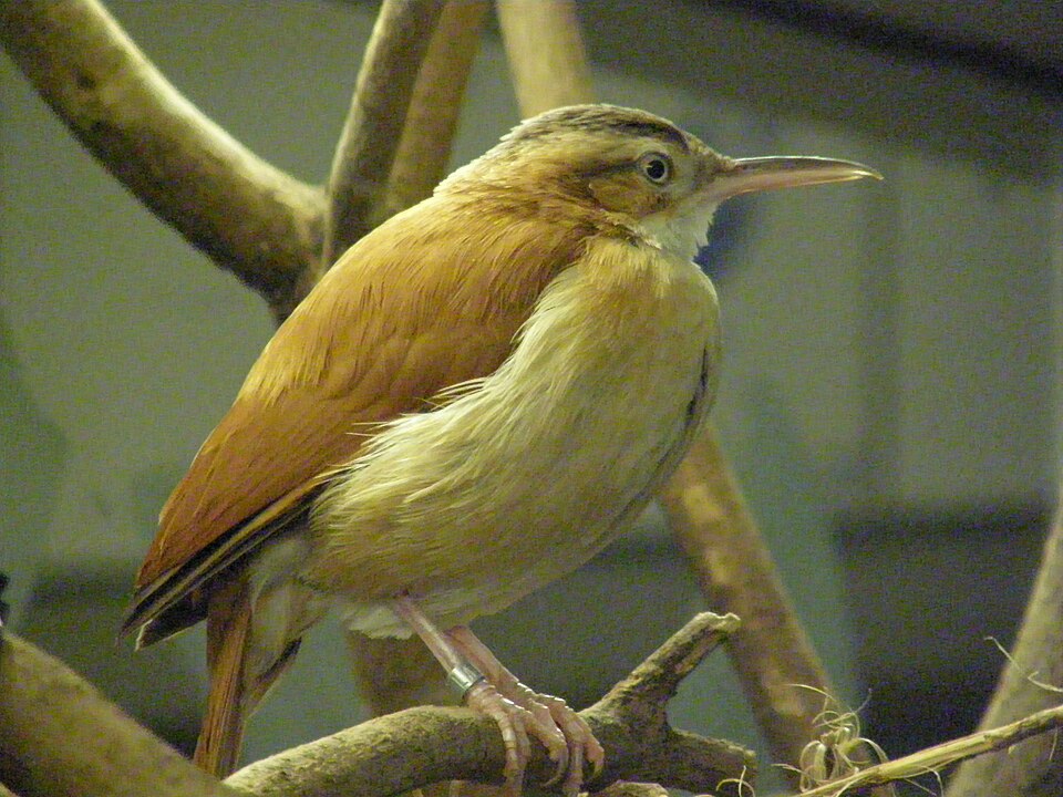 Pacific Hornero