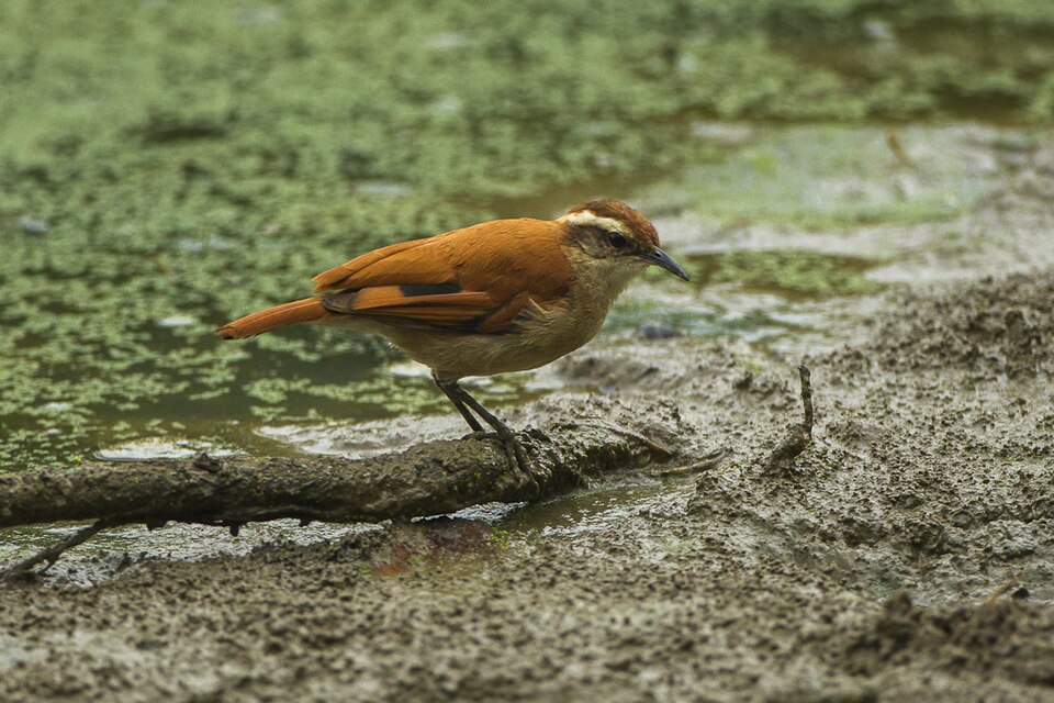 Band-tailed Hornero