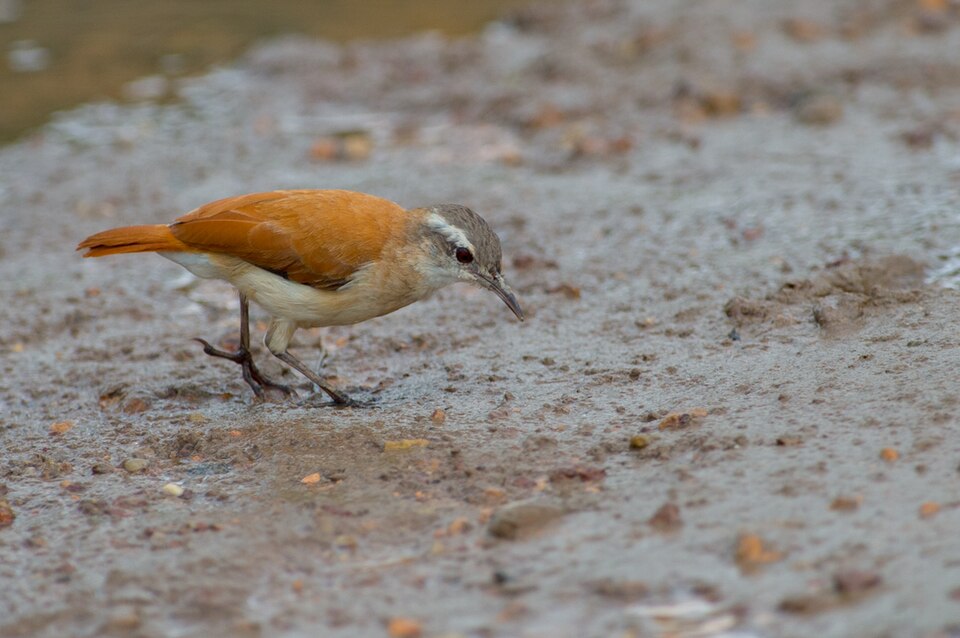 Lesser Hornero