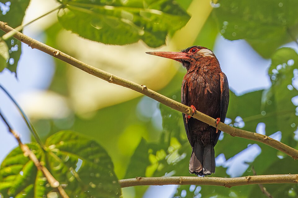 White-eared Jacamar