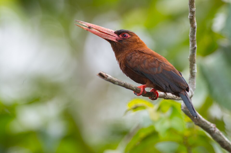 Purus Jacamar