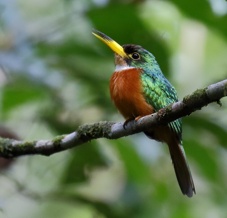 Yellow-billed Jacamar