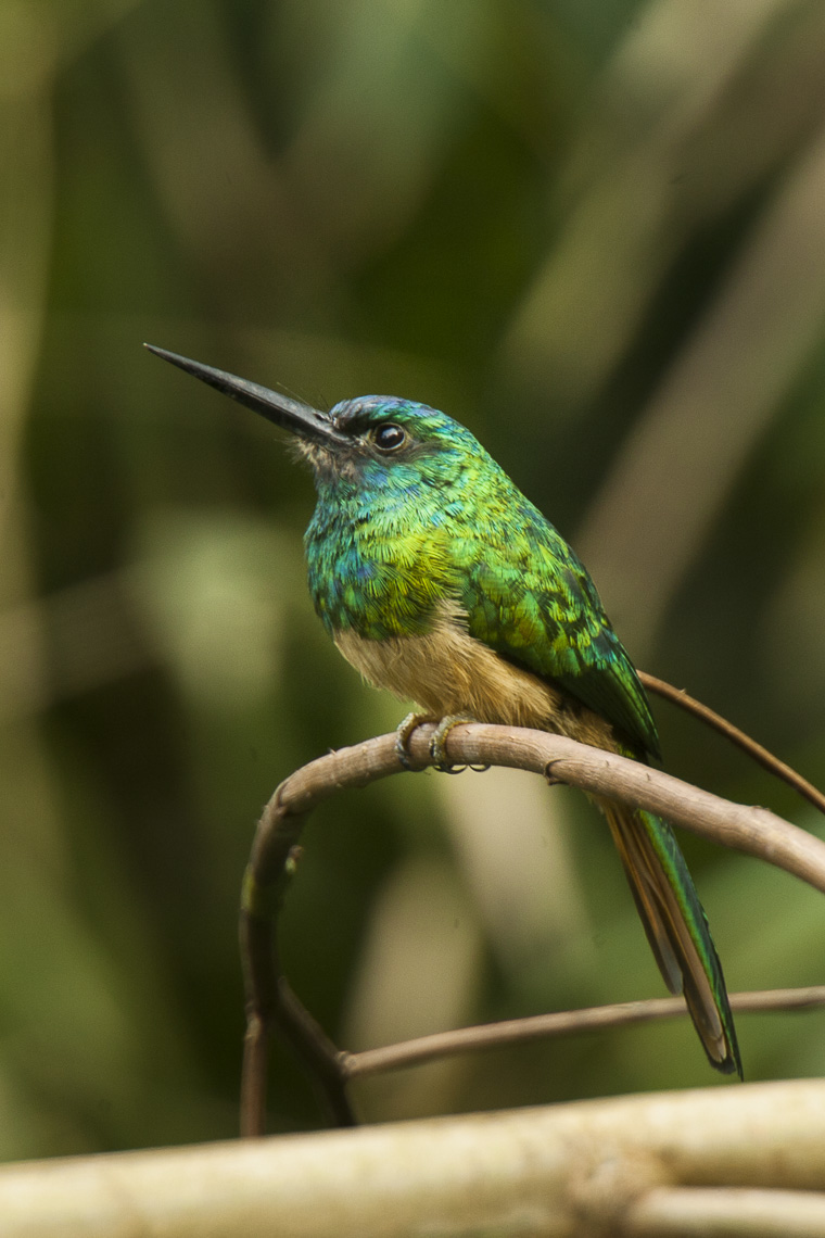 Bluish-fronted Jacamar