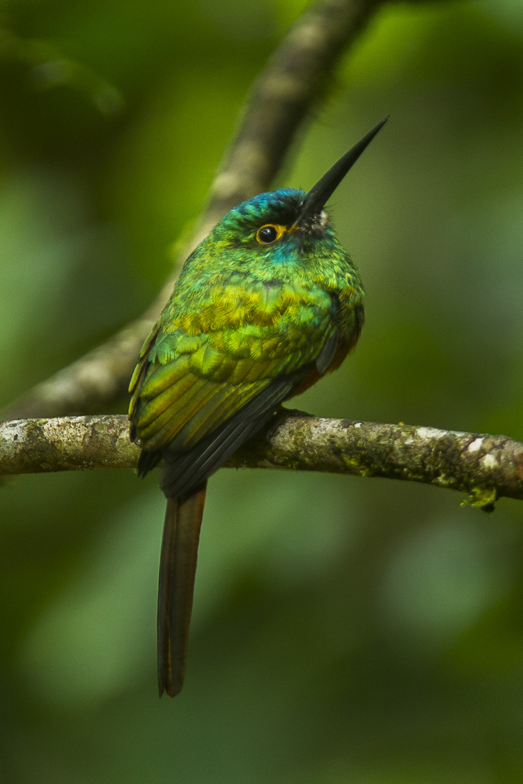 Coppery-chested Jacamar