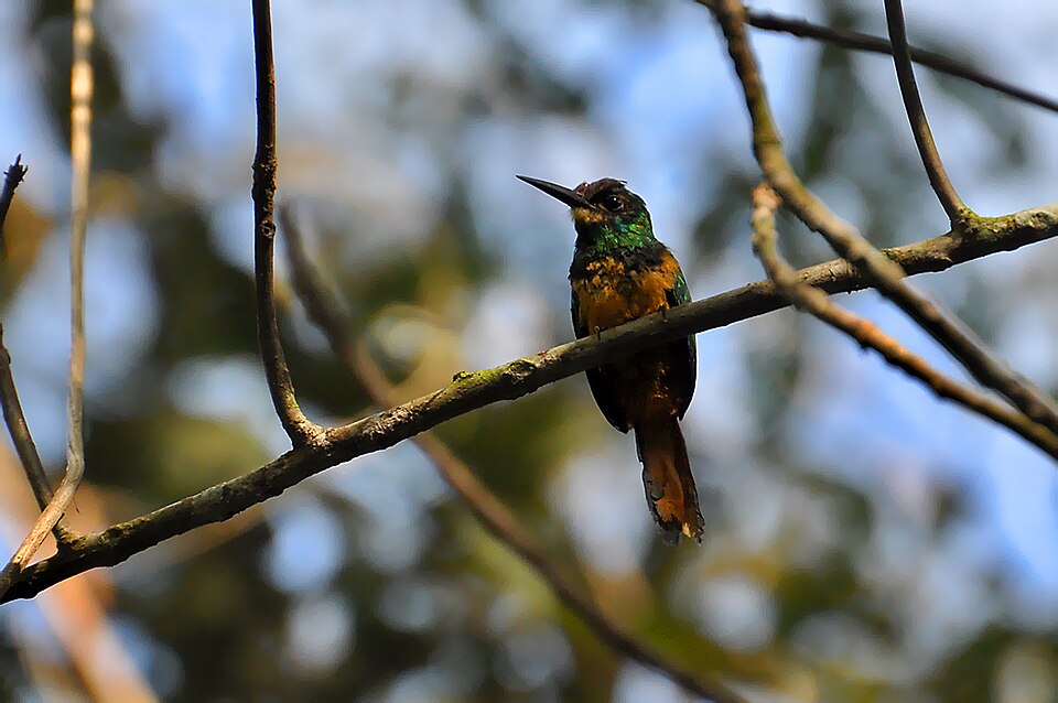 White-chinned Jacamar