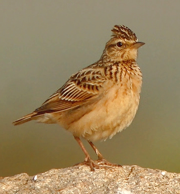 Sykes's Lark
