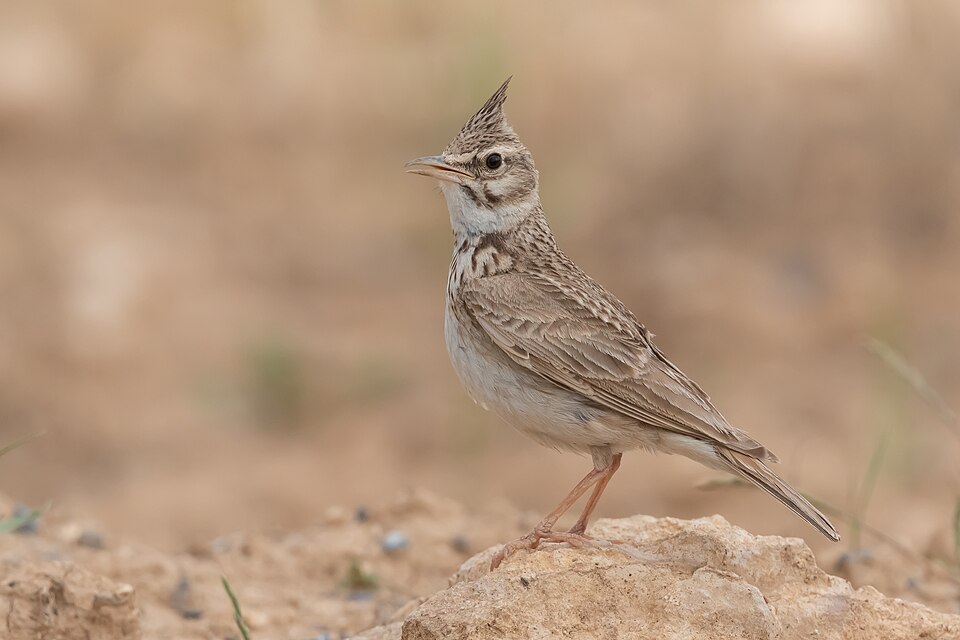Maghreb Lark
