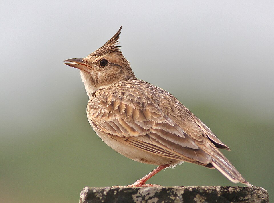 Malabar Lark