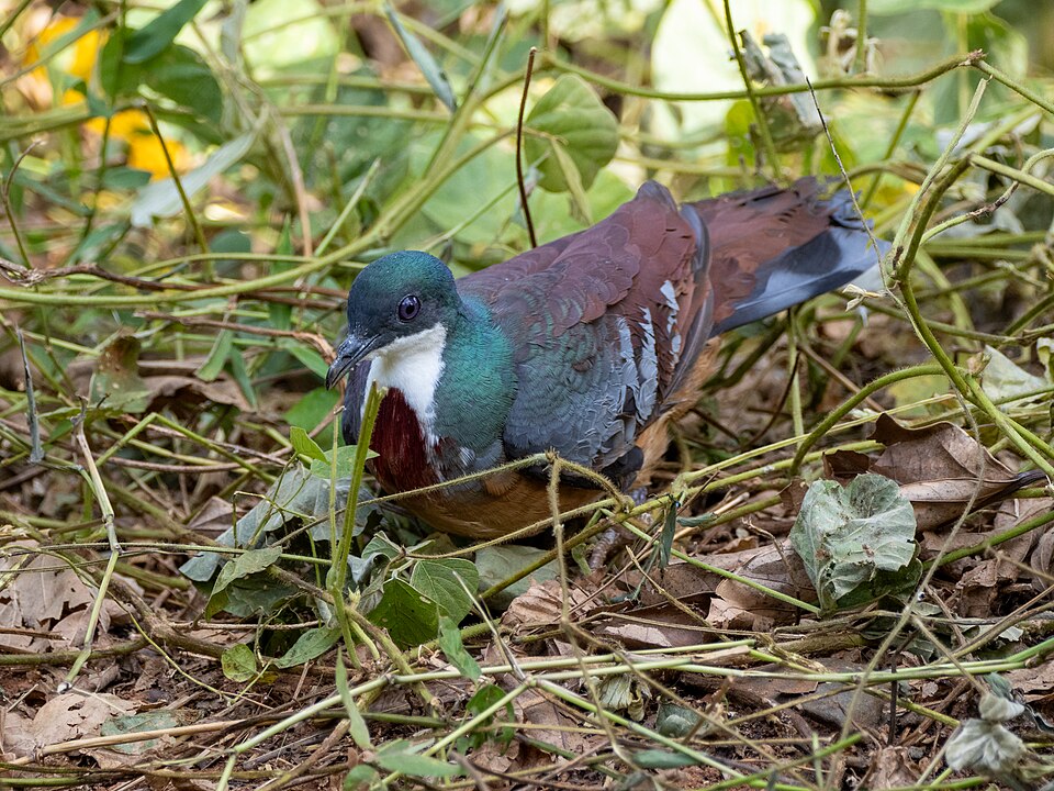 Mindanao Bleeding-heart
