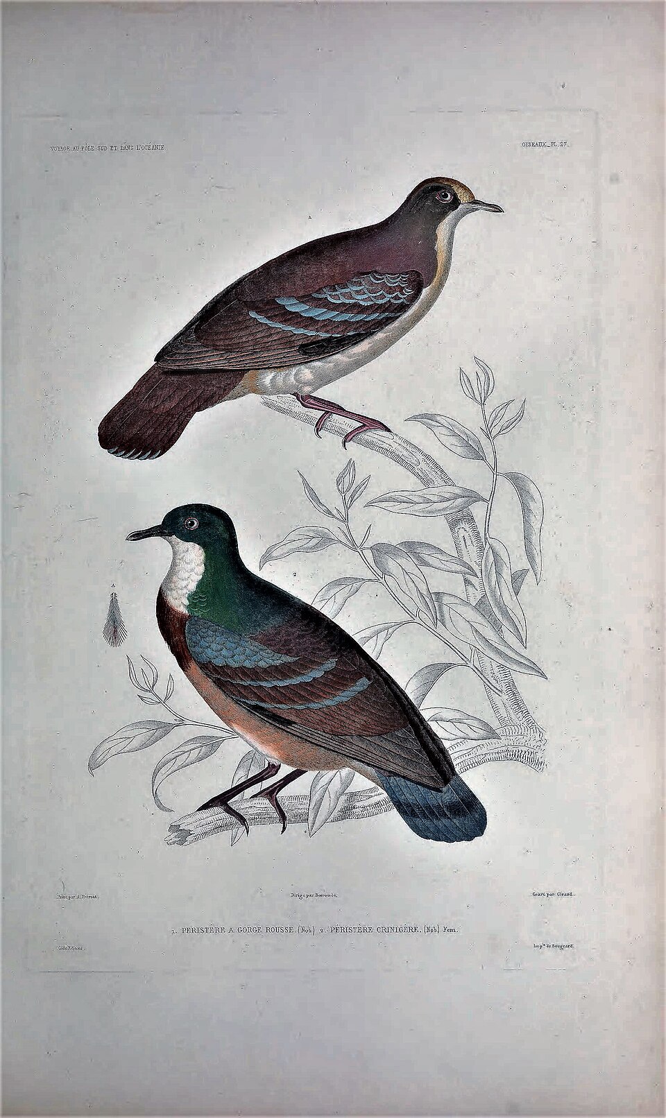 Cinnamon Ground Dove