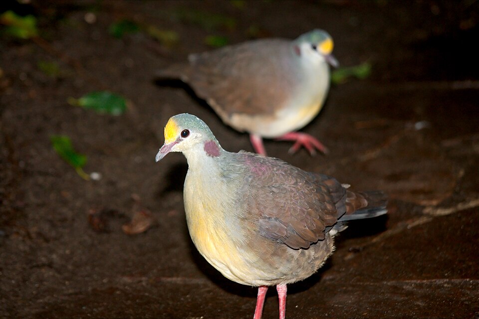 Sulawesi Ground Dove