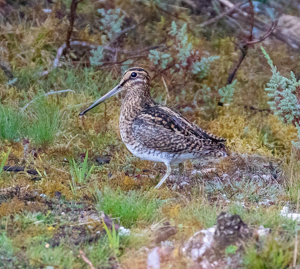 Puna Snipe
