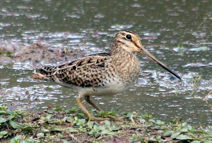 Latham's Snipe