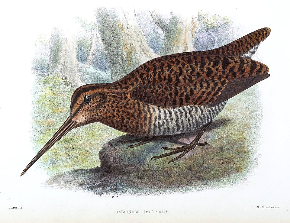 Imperial Snipe