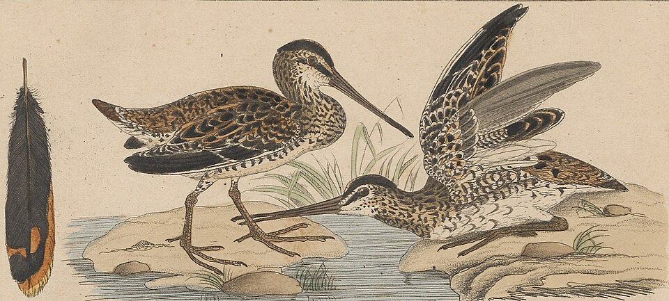 Madagascar Snipe