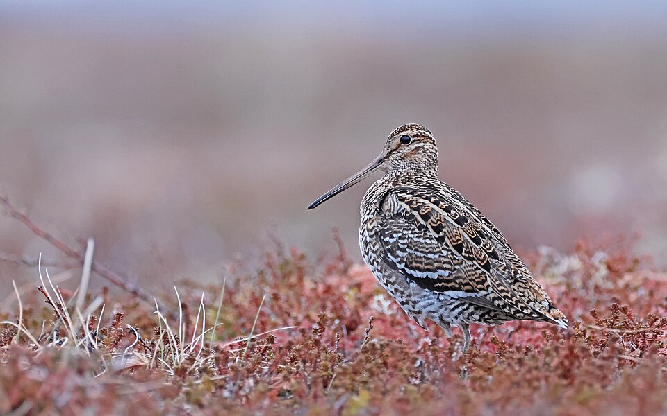 Great Snipe