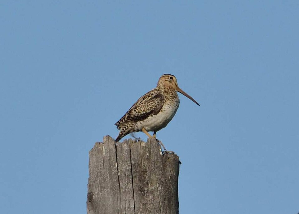 Swinhoe's Snipe