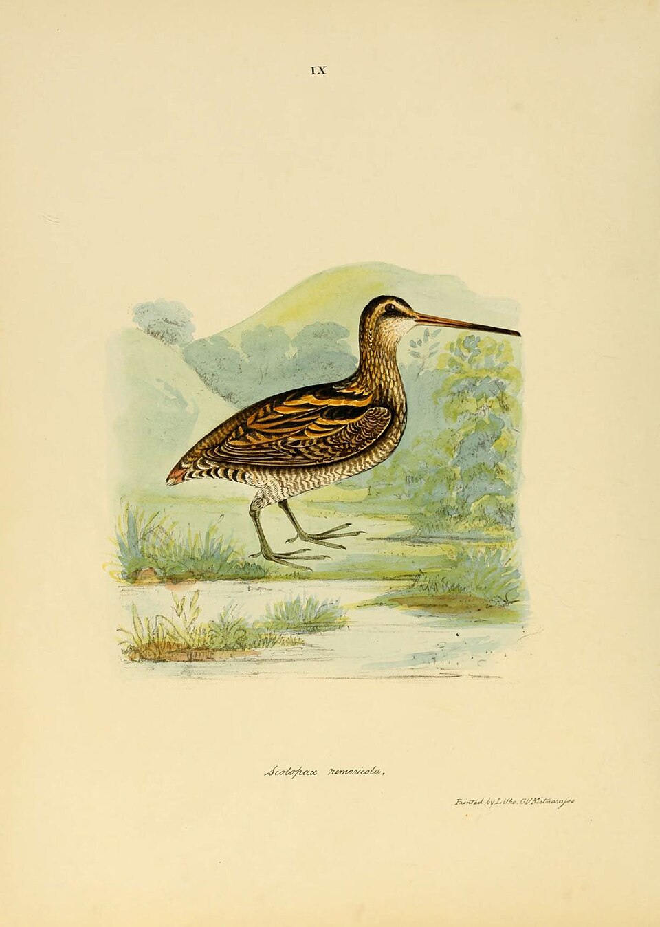 Wood Snipe
