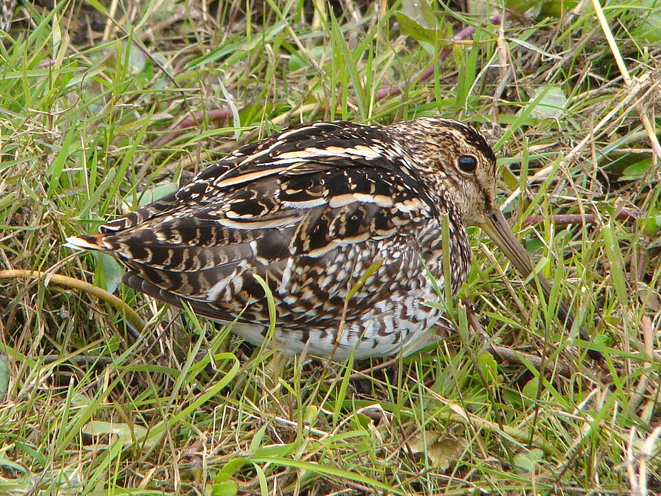 South American Snipe
