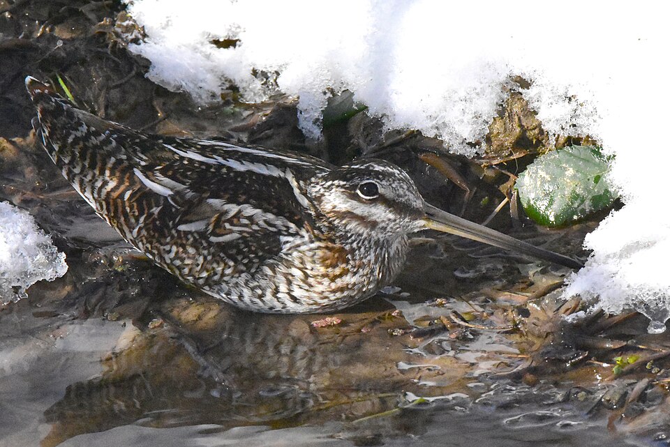 Solitary Snipe