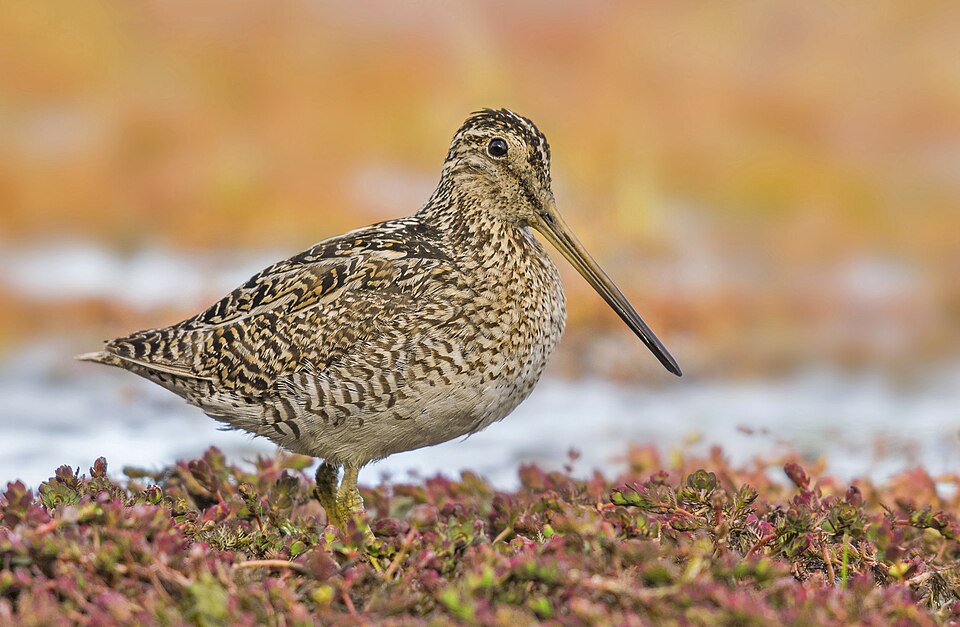 Fuegian Snipe