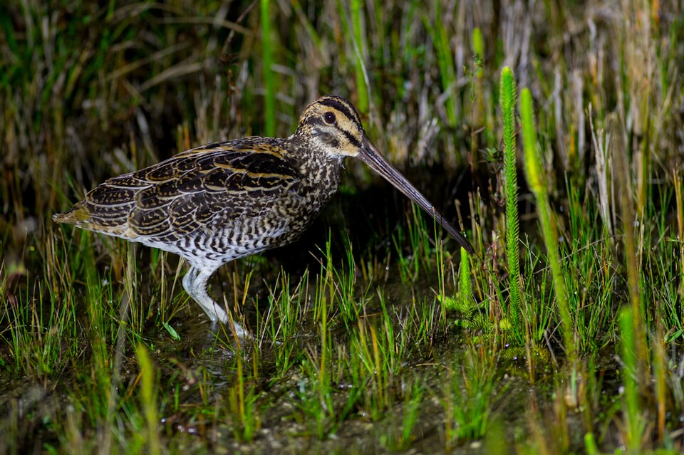 Giant Snipe