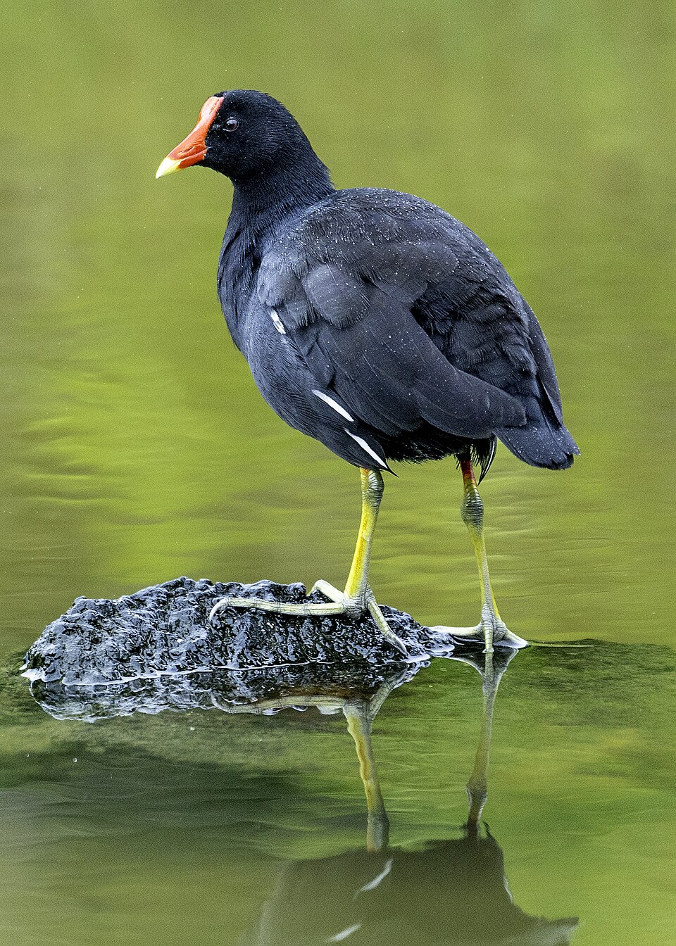 Common Gallinule
