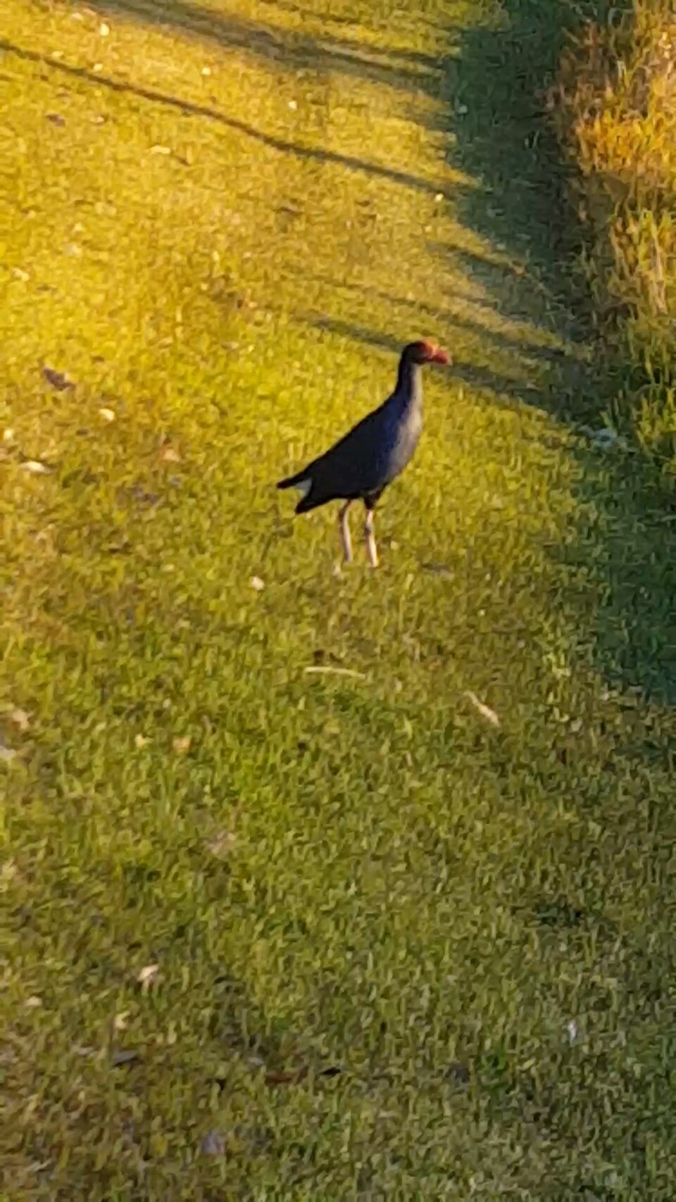 Dusky Moorhen