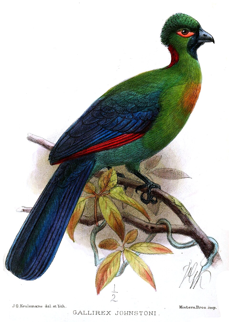 Rwenzori Turaco