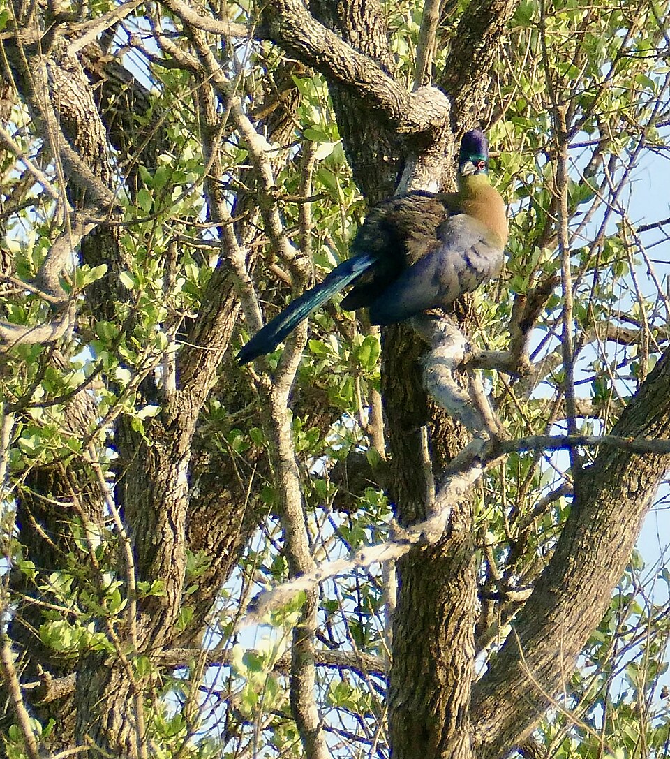 Purple-crested Turaco