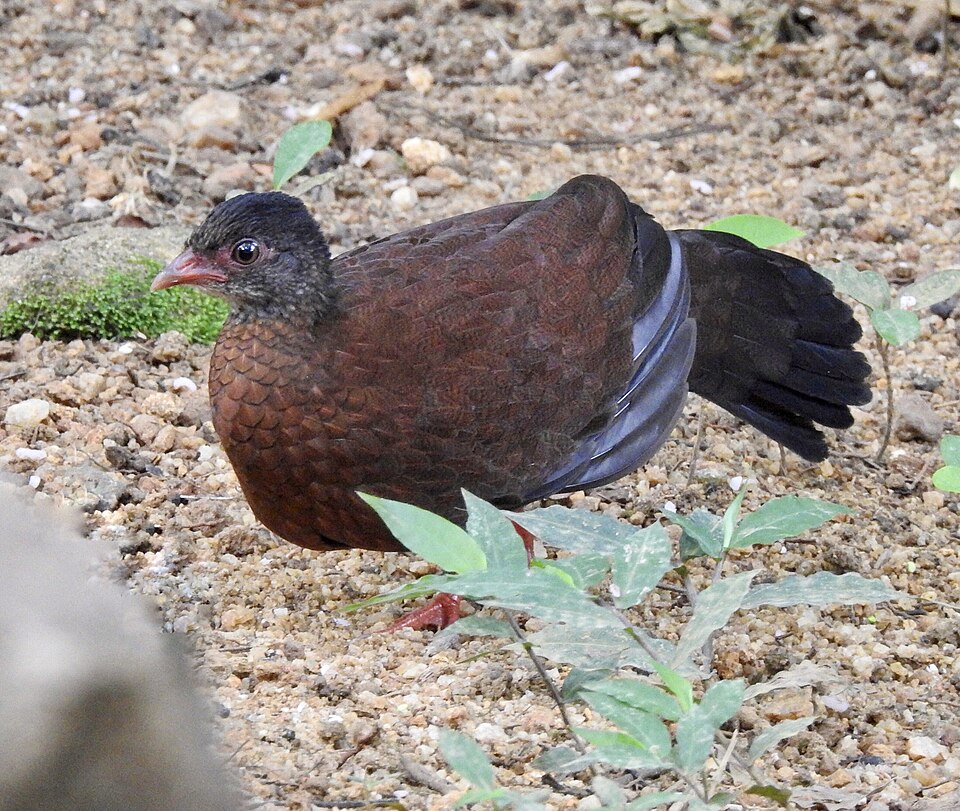 Sri Lanka Spurfowl