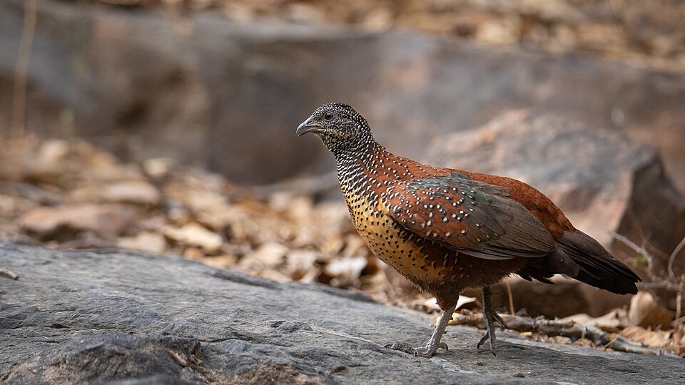 Painted Spurfowl