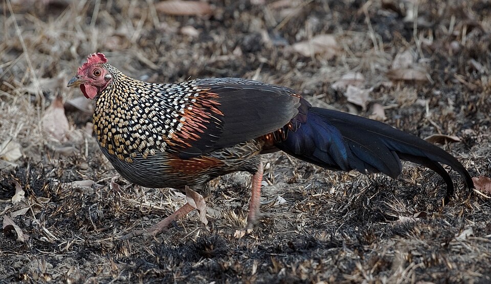 Grey Junglefowl