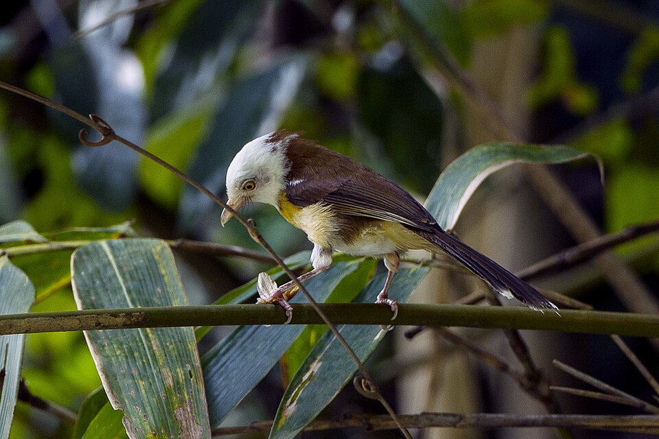 White-hooded Babbler
