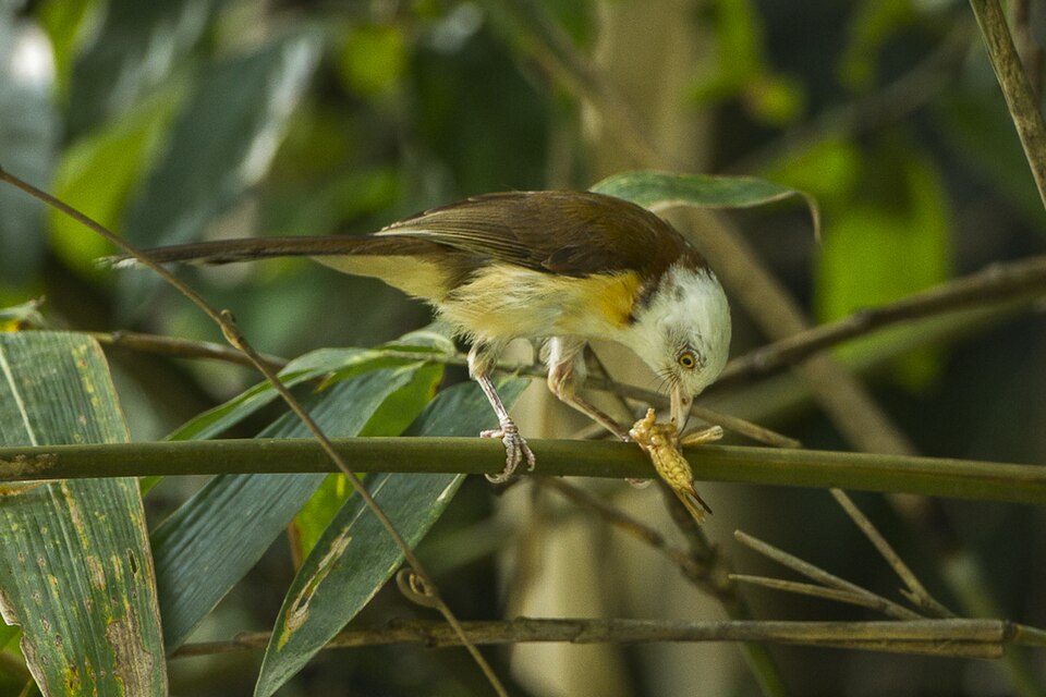Collared Babbler