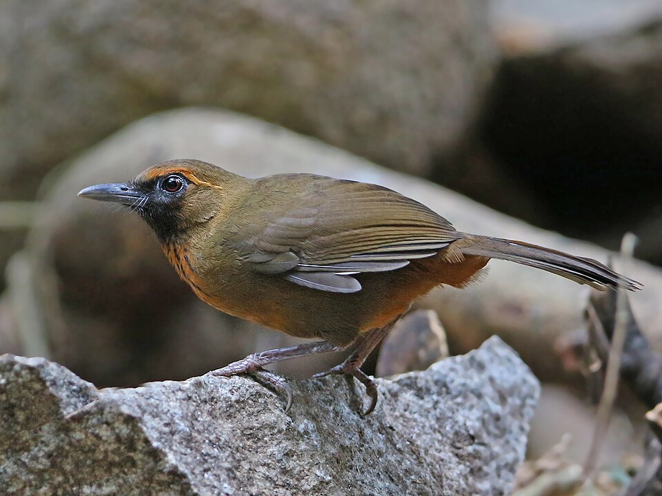 Orange-breasted Laughingthrush