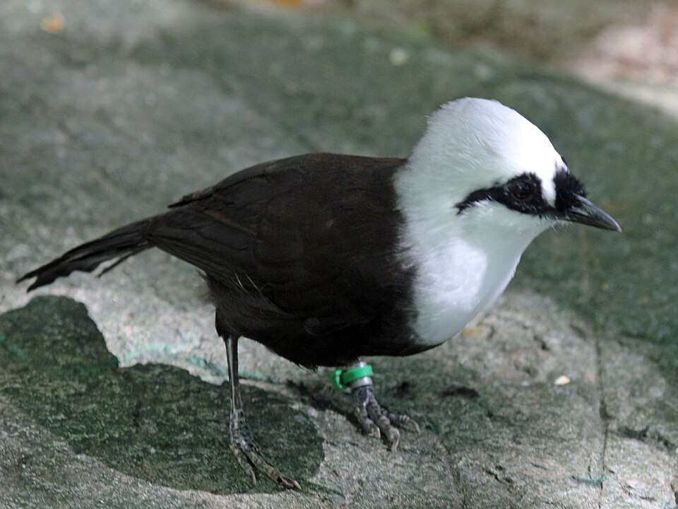 Sumatran Laughingthrush