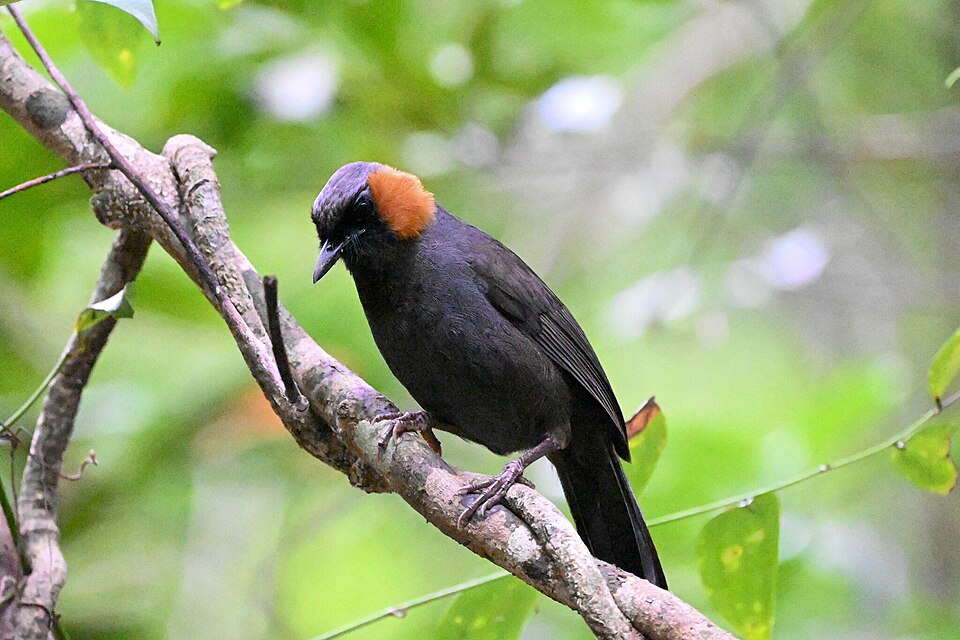 Rufous-cheeked Laughingthrush