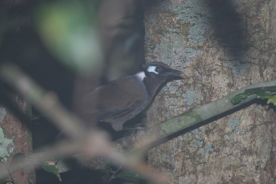 Cambodian Laughingthrush