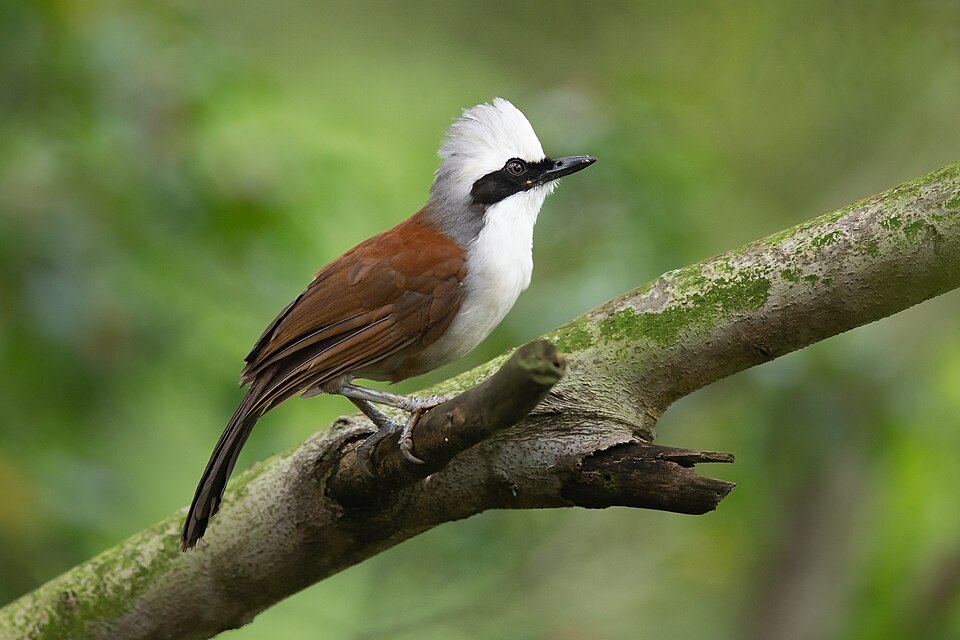 White-crested Laughingthrush