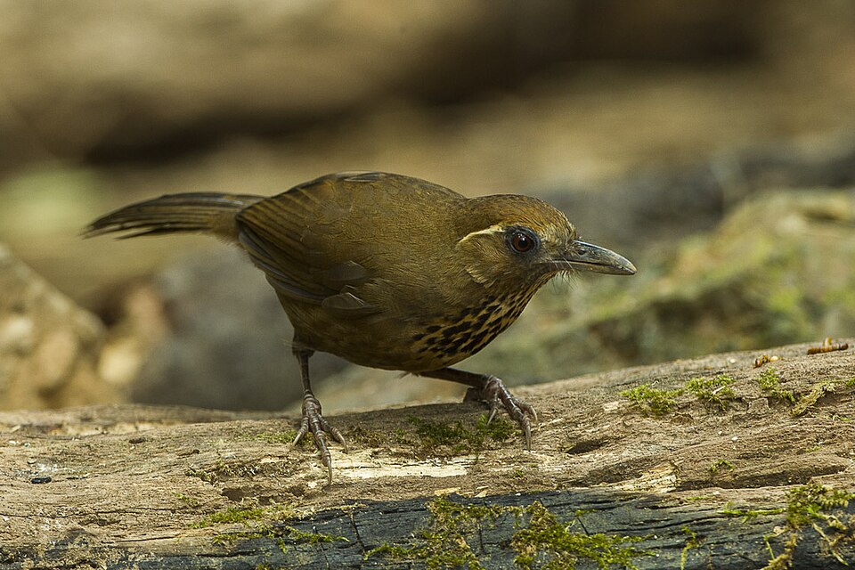 Spot-breasted Laughingthrush