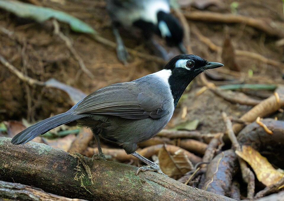 Black-hooded Laughingthrush