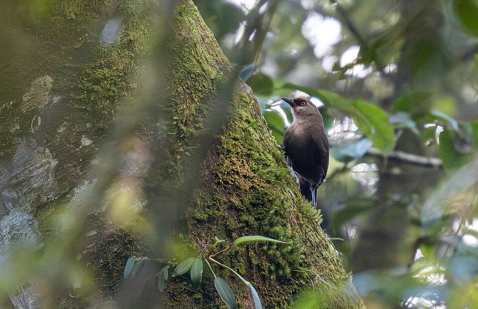 Rufous-fronted Laughingthrush