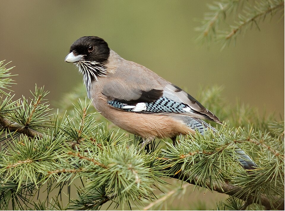 Black-headed Jay