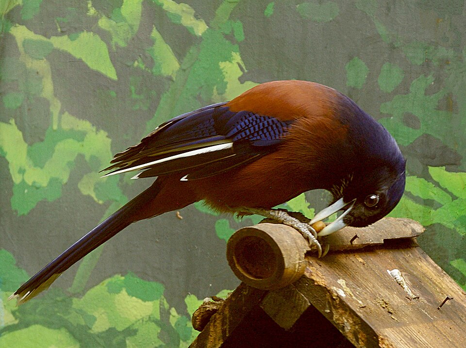 Lidth's Jay