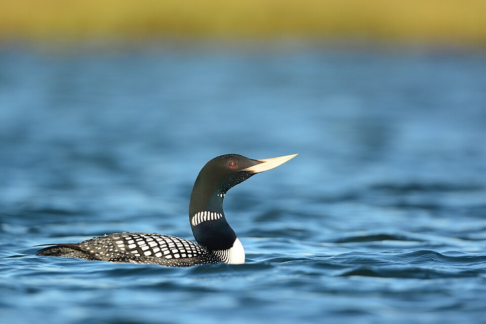 Yellow-billed Loon